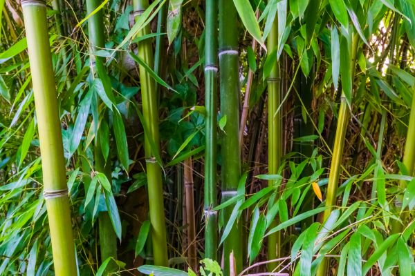 Bamboo Trimming in Lenoir City