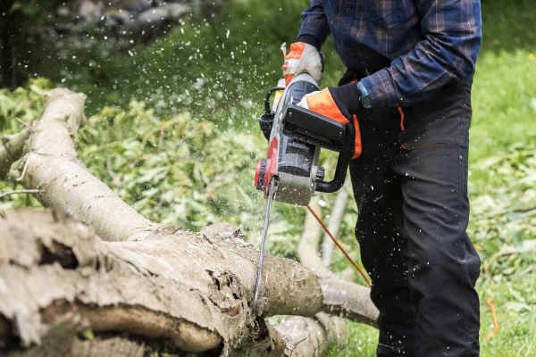 Branch Removal Service in Lenoir City
