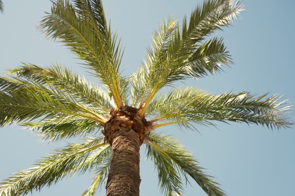 Palm Tree Pruning in Lenoir City