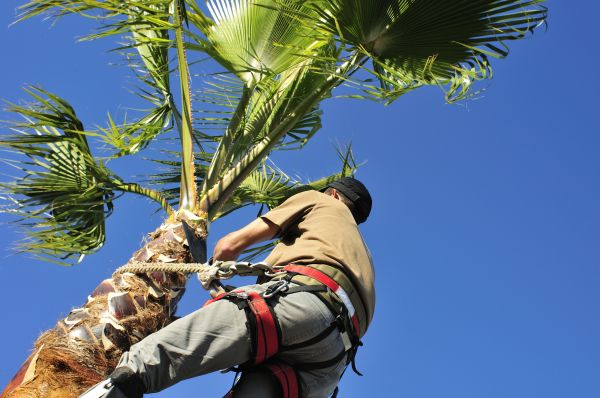 Palm Tree Trimming in Lenoir City