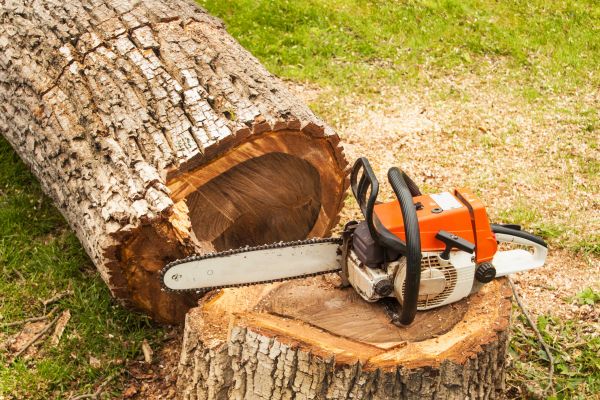 Tree Cutting Service in Lenoir City