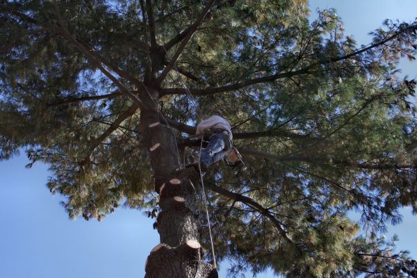 Trimming Service in Lenoir City