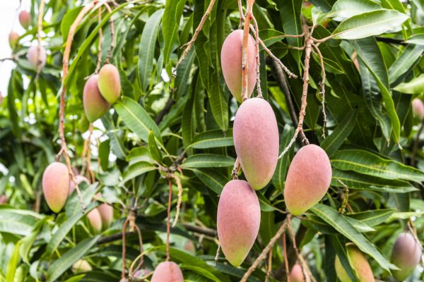 Mango Tree Trimming in Lenoir City