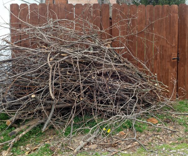Dead Branch Removal in Lenoir City