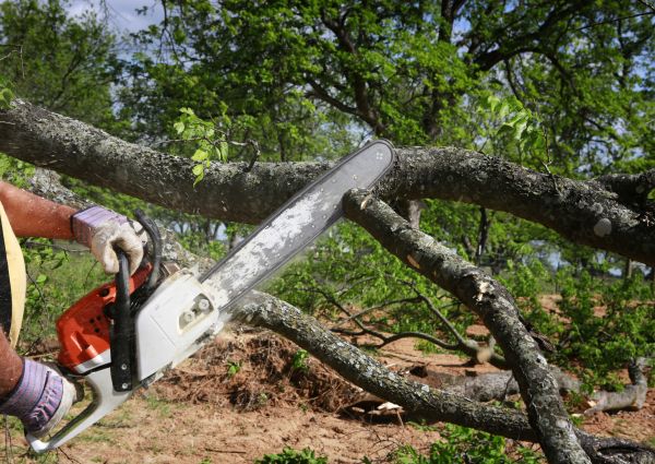 Tree Branch Cutting in Lenoir City