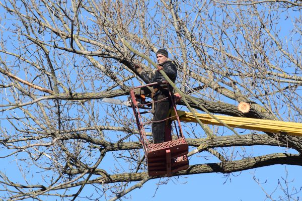 Emergency Tree Trimming in Lenoir City