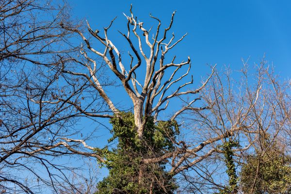 Deadwood Removal in Lenoir City