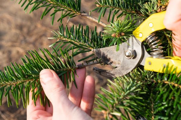 Pine Tree Pruning in Lenoir City