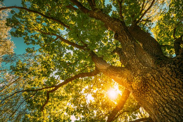 Oak Tree Pruning in Lenoir City