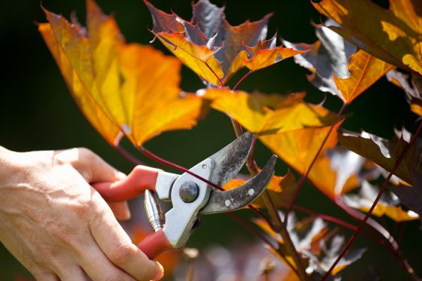 Maple Tree Pruning in Lenoir City