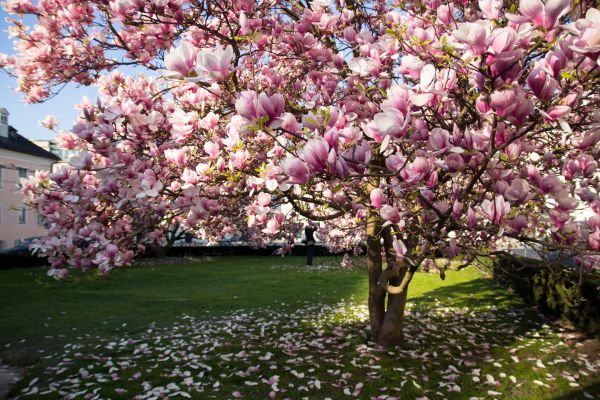 Magnolia Tree Pruning in Lenoir City