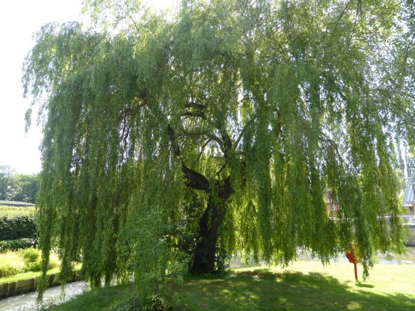 Willow Tree Trimming in Lenoir City