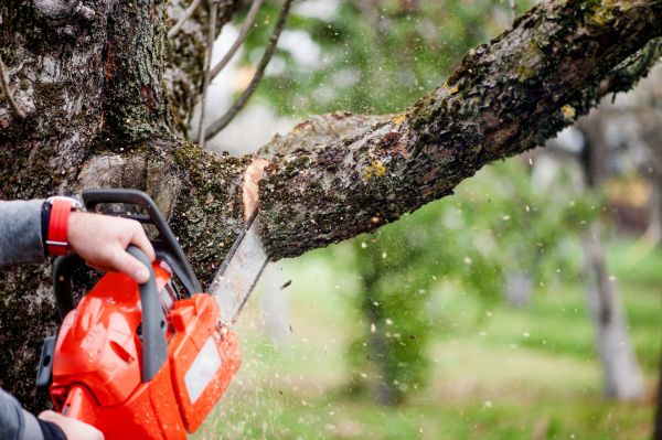 Tree Limbs Removal in Lenoir City