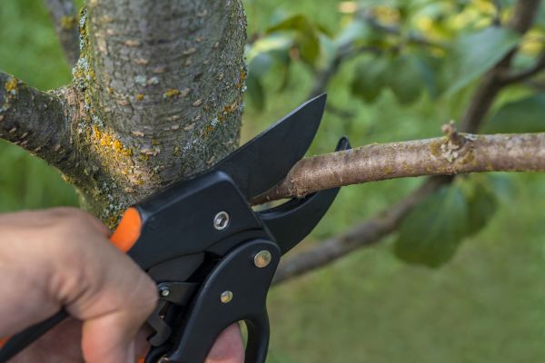 Tree Limb Cutting in Lenoir City