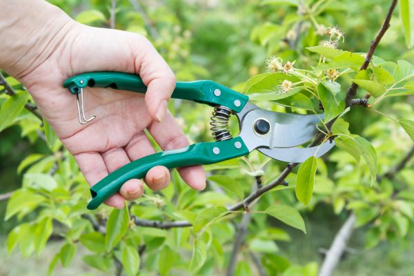 Pear Tree Pruning in Lenoir City