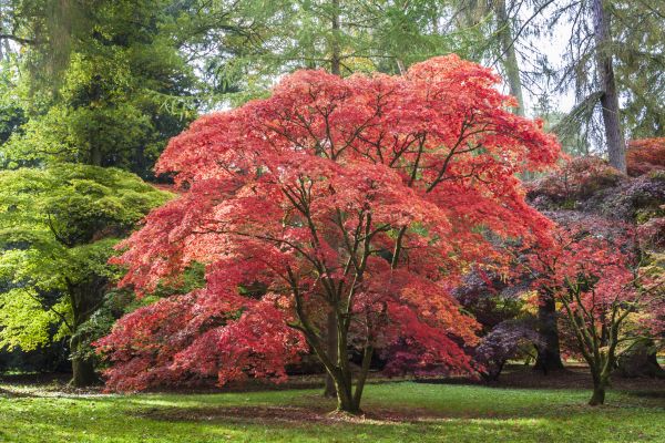 Japanese Maple Pruning in Lenoir City