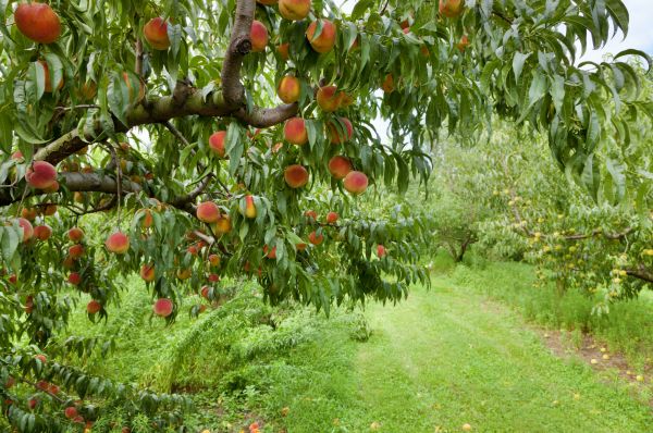 Peach Tree Pruning in Lenoir City