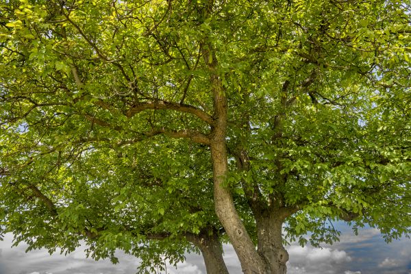 Walnut Tree Trimming in Lenoir City
