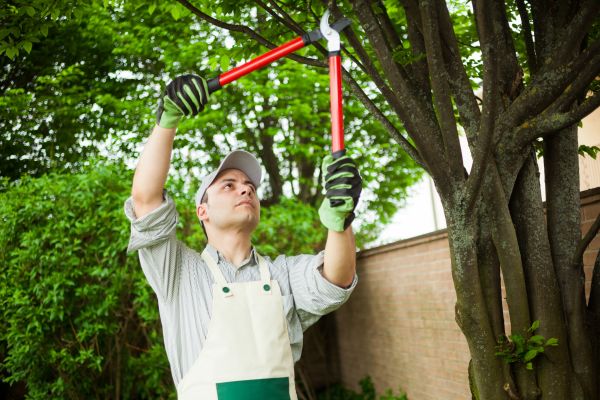 Tree Limb Pruning in Lenoir City
