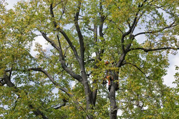 Tree Crown Shaping in Lenoir City
