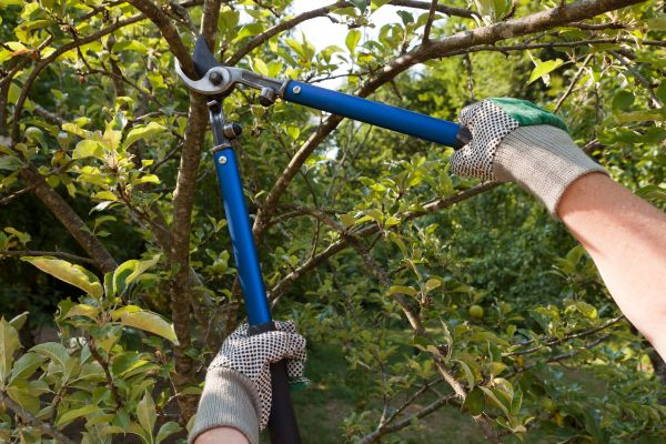 Residential Tree Pruning in Lenoir City