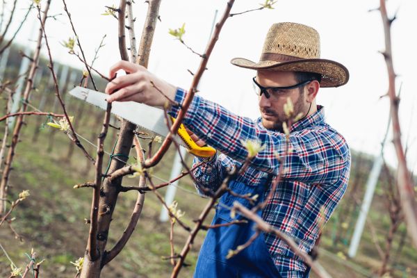 Orchard Tree Pruning in Lenoir City