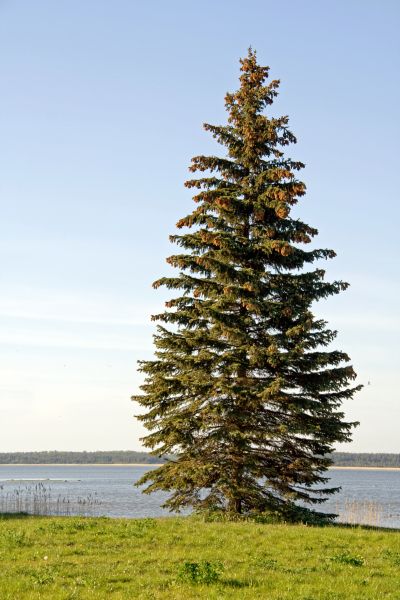 Spruce Tree Pruning in Lenoir City