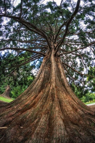 Cedar Tree Pruning in Lenoir City