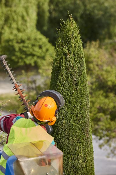 Cypress Tree Trimming in Lenoir City