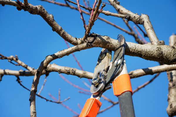 Peach Tree Trimming in Lenoir City