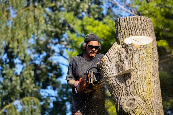 Ash Tree Pruning in Lenoir City