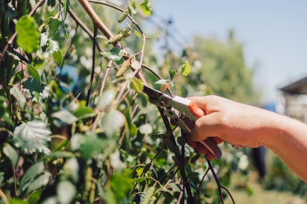 Birch Tree Pruning in Lenoir City