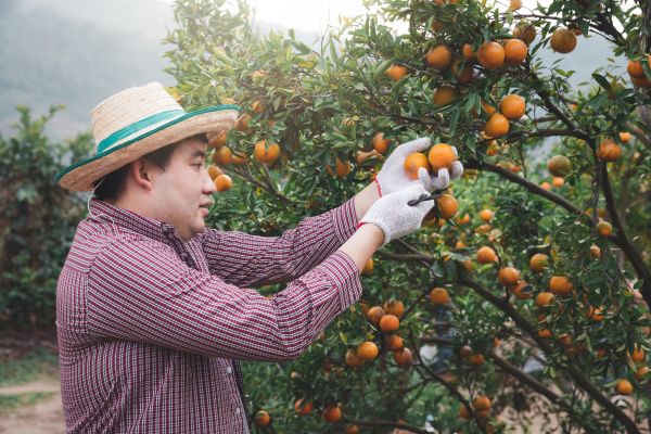 Orange Tree Pruning in Lenoir City