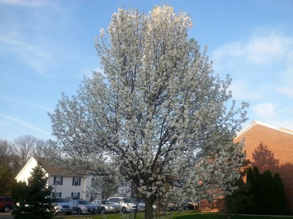 Bradford Pear Tree Pruning in Lenoir City