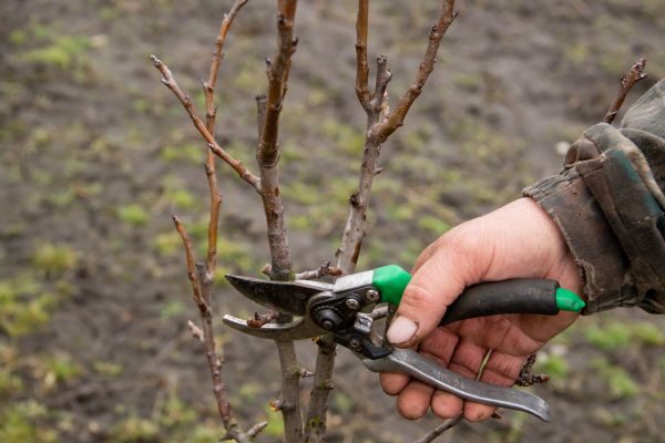 Pear Trees Pruning in Lenoir City