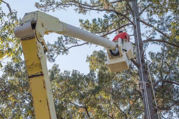 Limbs Trimming in Lenoir City