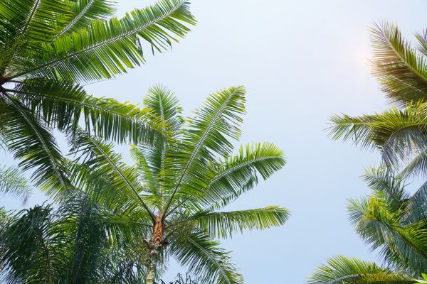 Queen Palm Tree Trimming in Lenoir City