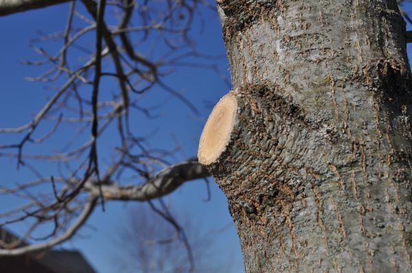 Limb Pruning in Lenoir City