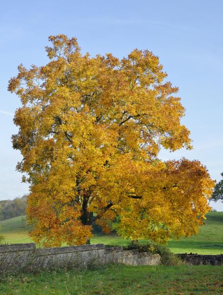 Hickory Tree Trimming in Lenoir City