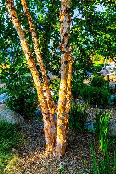 River Birch Trimming in Lenoir City