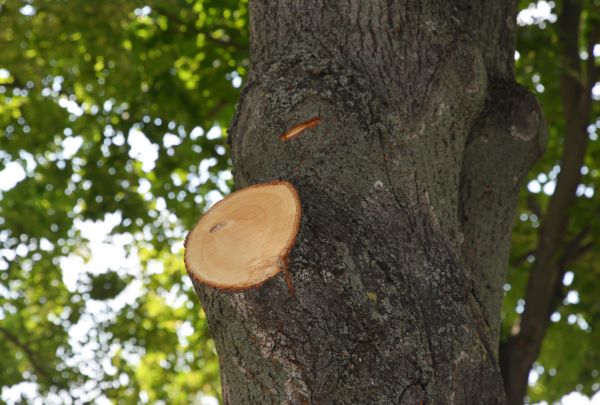 Limb Cutting in Lenoir City