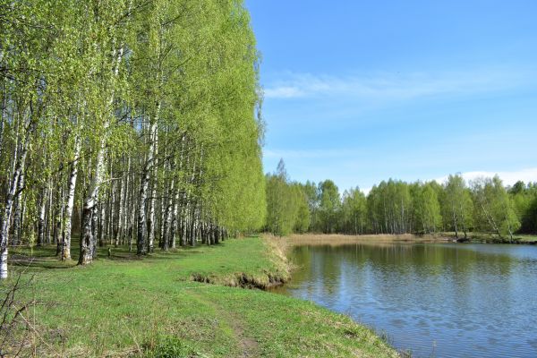 River Birch Pruning in Lenoir City