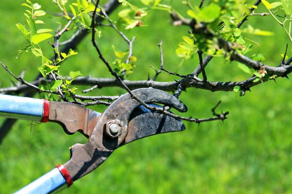 Branches Pruning in Lenoir City
