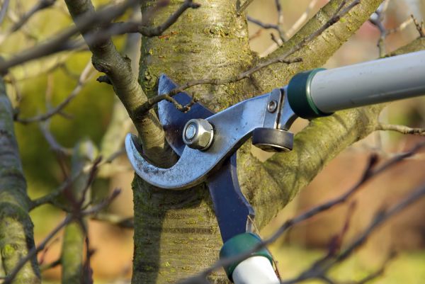 Tree Limb Trimming Service in Lenoir City