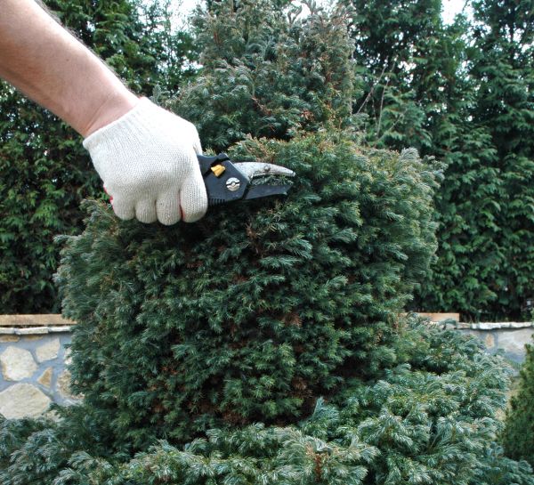 Ornamental Tree Trimming in Lenoir City