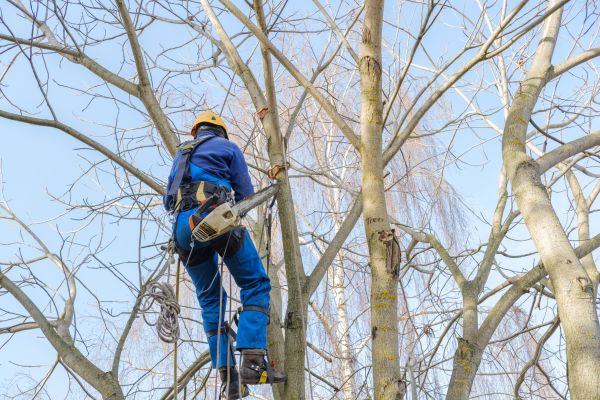 Large Tree Trimming in Lenoir City