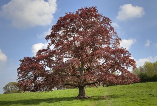 Beech Tree Pruning in Lenoir City
