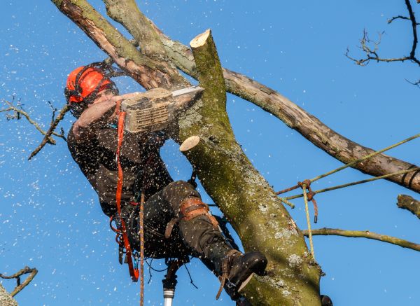 Tree Trimming Service in Lenoir City