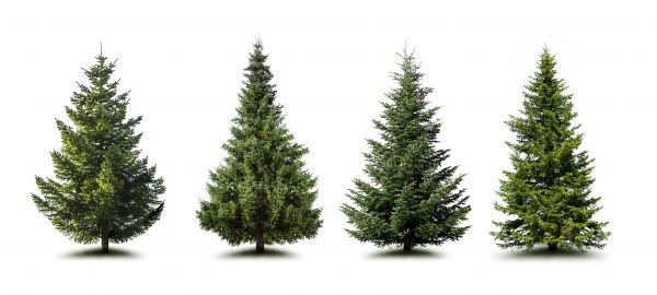 Cost of Pine Tree Trimming in Lenoir City