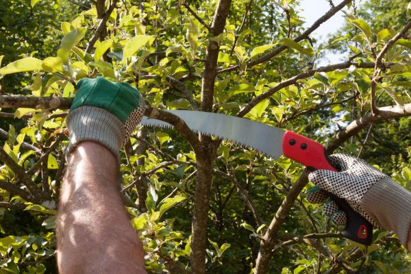 Apple Tree Trimming in Lenoir City